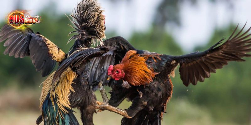 8US Club - sân chơi chất lượng hàng đầu