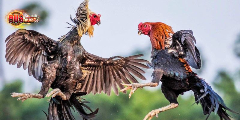 AE3888 - Điểm đến nhiều ưu đãi đặc sắc